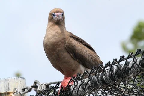 Red-footed booby (sula) Stock Photos