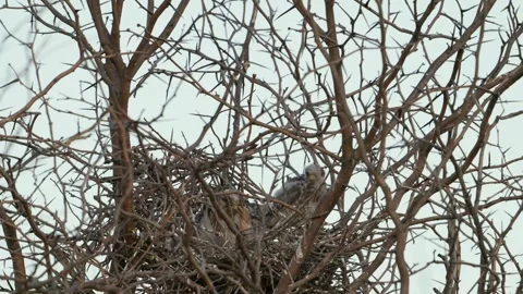 Red-footed Falcon Chicks (Falco vespertinus) Sitting in Nest, Slow Motion Видео 335452463