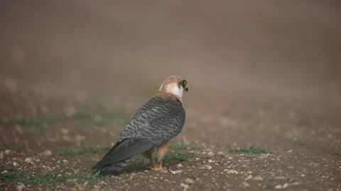 Red-footed Falcon Falco vespertinus female Standing on the Road in Slow Motion Stock-Footage 307285437