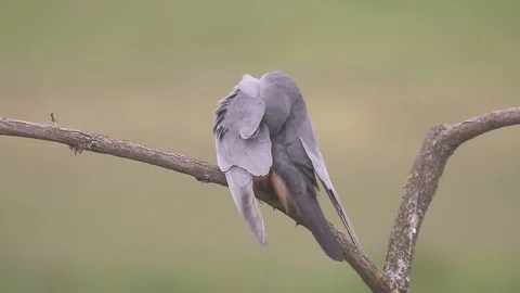 Red-footed falcon G9047 Stock Footage 98313480