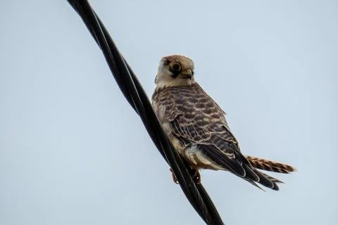Red-footed falcon, migration to warm countries, autumn. Stock Photos