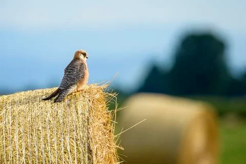 Red-footed Falcon Stock Photos