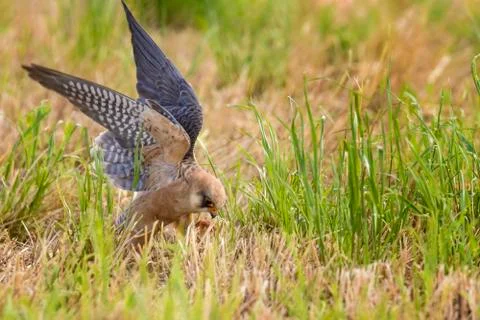 Red-footed Falcon Stock-Fotos
