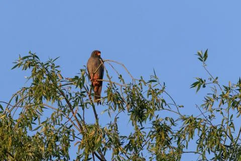 Red footed falcon in the tree Stock Photos