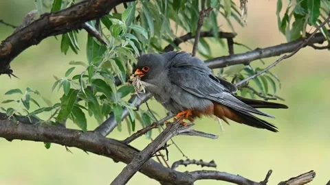 Red-footed falcon, western red-footed falcon - Falco vespertinus Stock-Footage 253750267