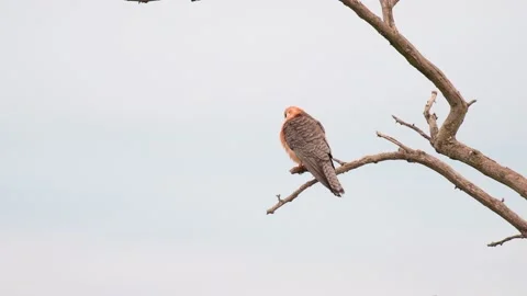 Red footed hawk Falco vespertinus in natural environment Stock Footage 196120578