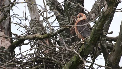 Red footed hawk Falco vespertinus in natural environment 스톡 동영상 196120637