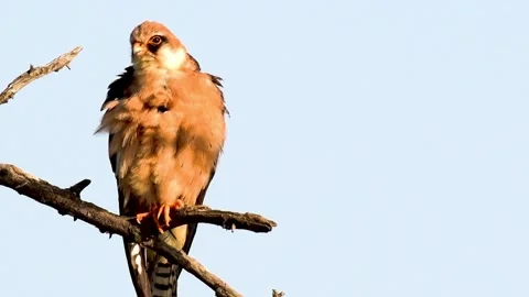 Red footed hawk Falco vespertinus in natural environment Video stock 231162231