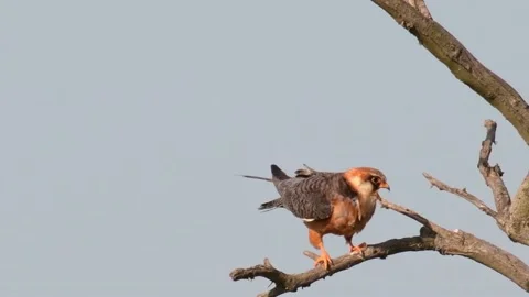 Red footed hawk Falco vespertinus in natural environment Stock-Footage 231717828