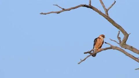 Red footed hawk Falco vespertinus in natural environment Stock-Footage 231718116