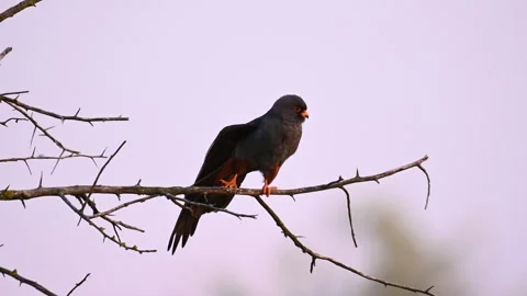 Red footed hawk Falco vespertinus in natural environment Stock-Footage 244118238