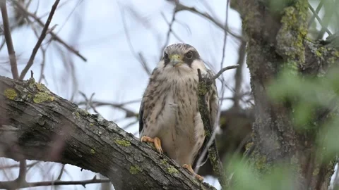 Red footed hawk Falco vespertinus in natural environment.  Stock-Footage 247025257