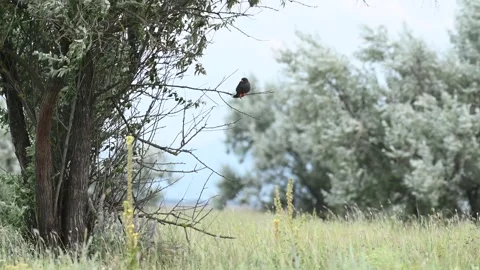 Red footed hawk Falco vespertinus in natural environment Stock Footage 247316212
