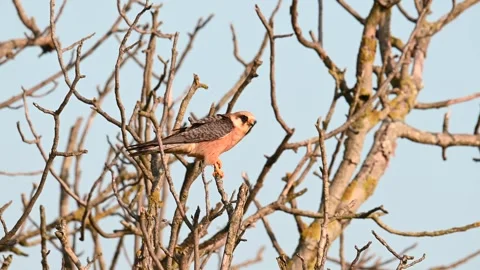 Red footed hawk Falco vespertinus in natural environment Stock Footage 247316569