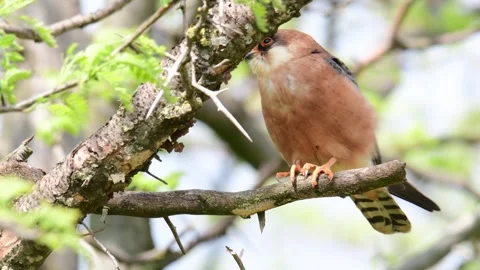 Red footed hawk Falco vespertinus in natural environment Stock Footage 248393226