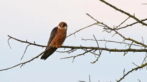 Red footed hawk Falco vespertinus in natural environment Stock Footage 257476998