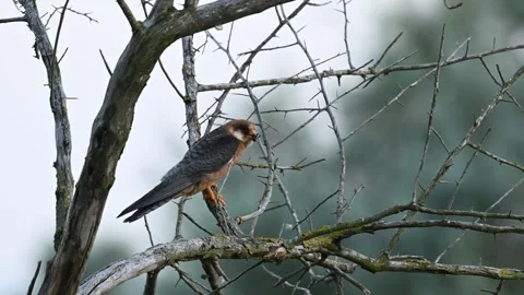Red footed hawk Falco vespertinus in natural environment Video stock 258510652