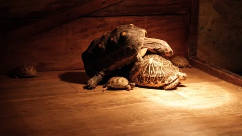 Red-footed Tortoise and indian star tortoise. Turtles Mating. Stock Footage 102869215