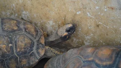 Red Footed Tortoise Close Up Stock Photos