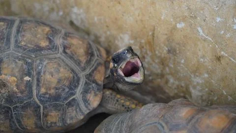 Red Footed Tortoise Close Up Shot Reptile Stock Photos
