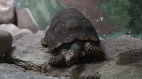 Red-Footed Tortoise  Stock Footage 89307581