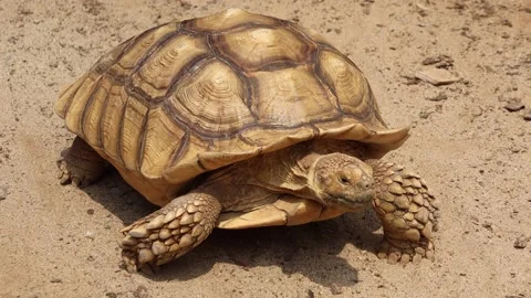 Red footed tortoise Video stock 341658684