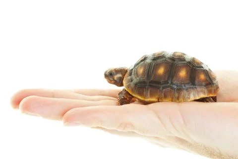 Red footed tortoise in hand Stock Photos