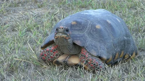 Red-footed tortoise look out of shell and walks on grass field Stock Footage 53752532