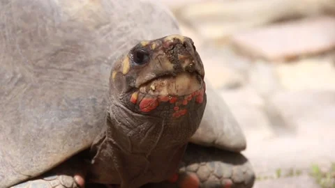 Red-Footed Tortoise looking around, Saint Peter Parish, Barbados Stock Footage 152782569