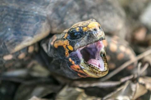 Red-footed tortoise Stock-Fotos