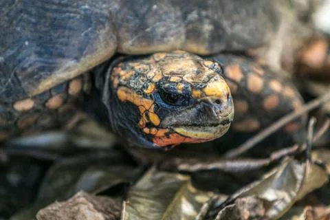 Red-footed tortoise Stock-Fotos