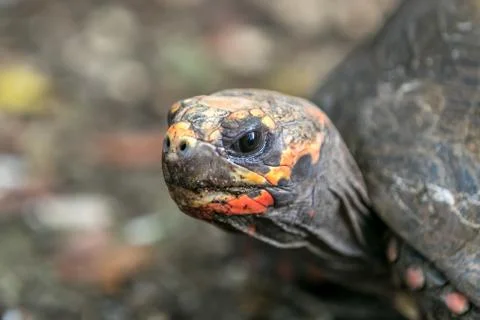 Red-footed tortoise Stock Photos