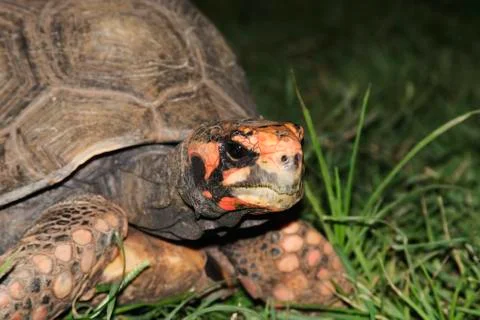 Red Footed Tortoise Stock Photos