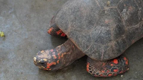 Red Footed Tortoise Portrait Close Up Wildlife Reptile Stock Photos