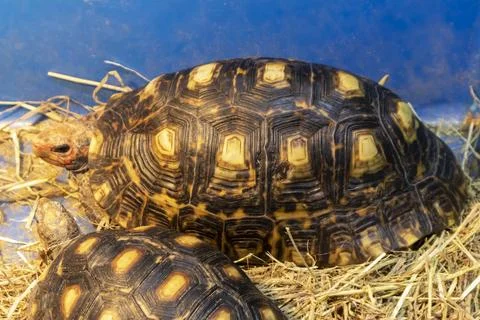 Red-Footed Tortoise Resting on Hay in Captivity Stock Photos