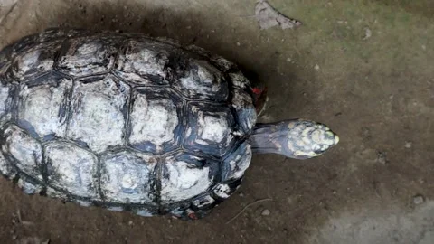 Red-footed tortoise seen from above Stock Footage 237038864