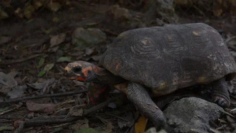 Red-footed tortoise walking, dark Stock Footage 153094513