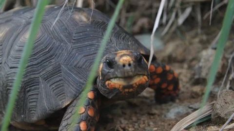 Red footed tortoise in the wild Stock Footage 93755899