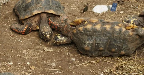 Red-footed turtles helping one that turned on its back Stock Footage 126774664