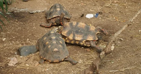 Red-footed turtles helping one that turned on its back Stock Footage 126774972