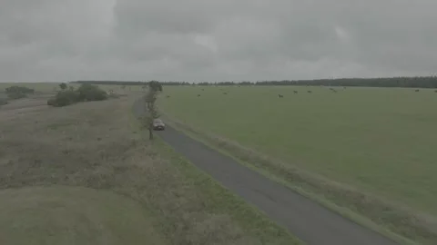 Red Ford Mustang Mach E4X in Nature Video stock 217673041