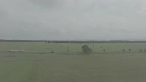 Red Ford Mustang Mach E4X in Nature-D-Log Video stock 219249042