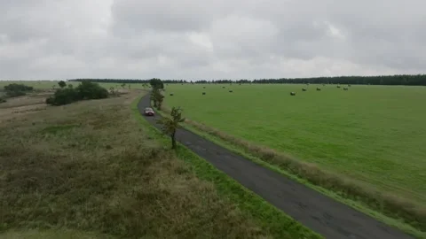 Red Ford Mustang Mach E4X in Nature-D-Log Video stock 219249072