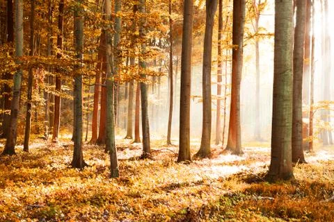 Red forest abstraction Stock Photos