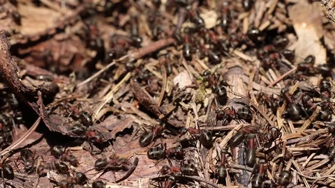 Red Forest Ant Stock Footage 99301544