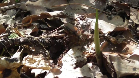 Red forest ants attacked may beetle Melolontha Video stock 119030595