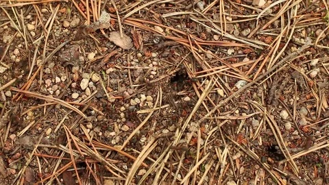 Red forest ants build an anthill Stock Footage 83086988
