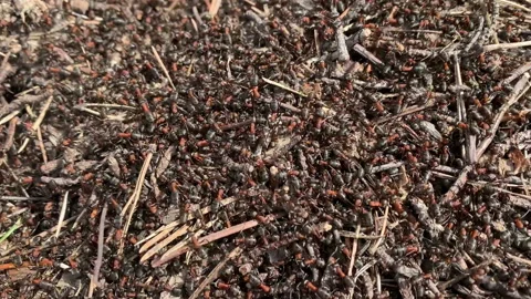 Red forest ants crawl around on the anthill in the sun. 스톡 동영상 153479161