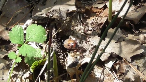 Red forest ants flock attacked may beetle Melolontha Video stock 119030538