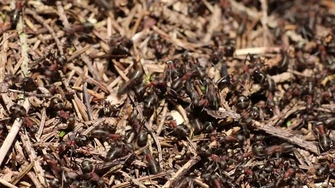 Red Forest Ants Stock Footage 99301540